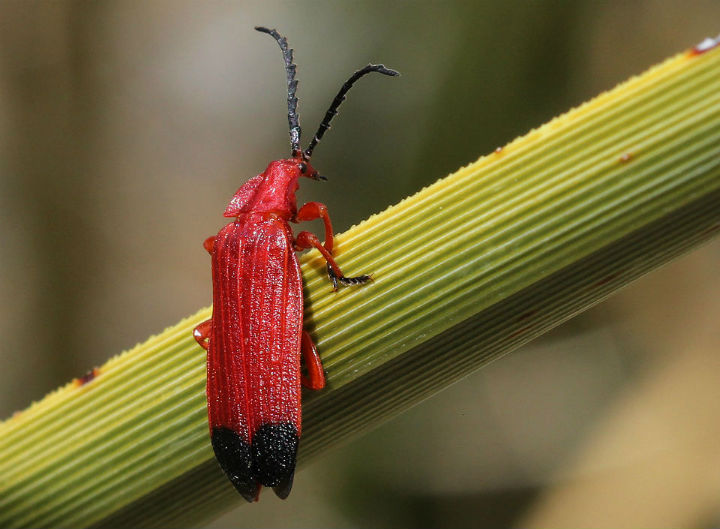 Bloody Net-winged Beetle